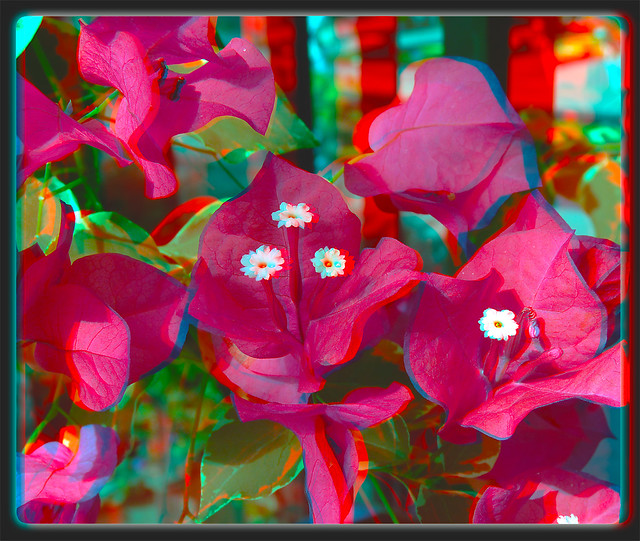 Longwood Gardens Flowers 8 - Anaglyph 3D