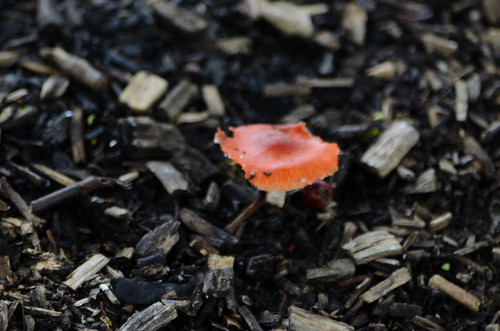 Lone redlead roundhead mushroom
