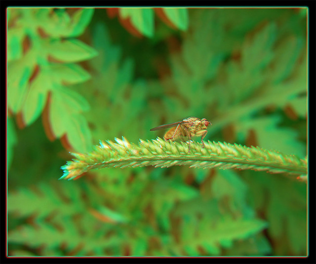 Where's the Dung?Fly - Anaglyph 3D