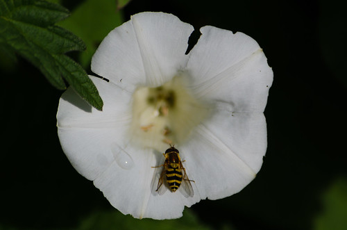 Hoverfly on the rim of bindweed flower
