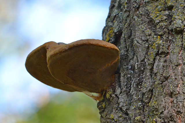 Bracket Fungi, Minnesota, Sherburne County, Sherburne National Wildlife Refuge