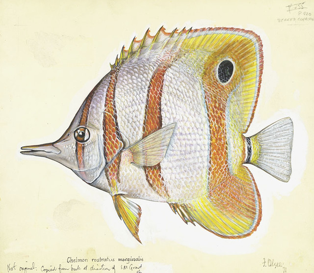 Beaked Coral Fish, colour. Chelmon rostratus marginalis (Linnaeus)