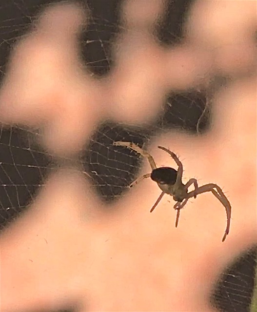 Spider from Video - 3  Version 3