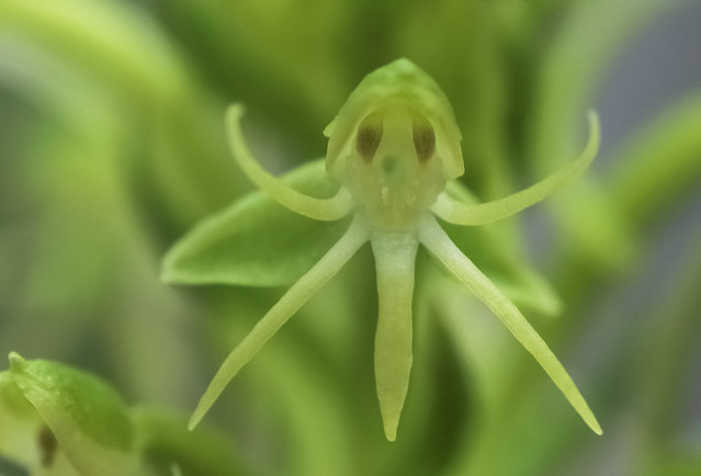 Water Spider Orchid