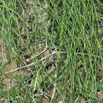 蕨類 木賊科 木賊屬 木賊 (葉) 屏東里龍山 Equisetum ramosissimum