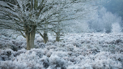 chrisdale chrismdale december edwinstowe forest frost morning nottingham nottinghamshire notts sherwood sherwoodforest sunrise trees winter woodland woods england unitedkingdom