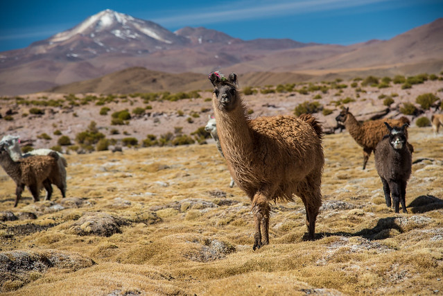 Lama in Bolivia