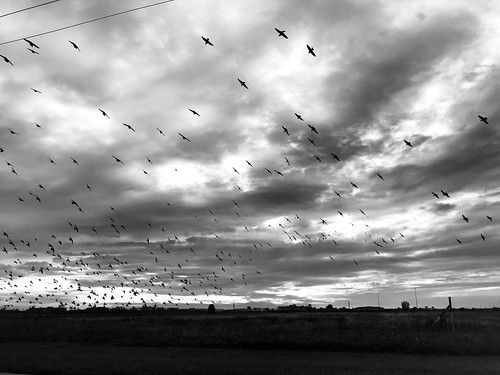 clouds birds dark blackandwhite