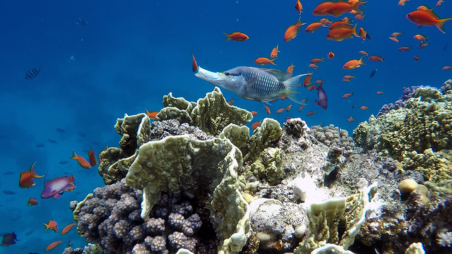 Red Sea, Coral Reef, Lyretail Anthias and Slingjaw Wrasse in action...