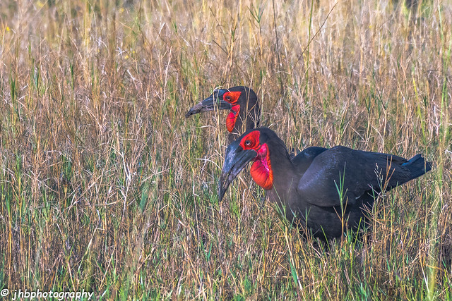 Ground Hornbills - Chief's Island, Okavanga Delta, Botswana, Africa - Summer 2017-273.jpg