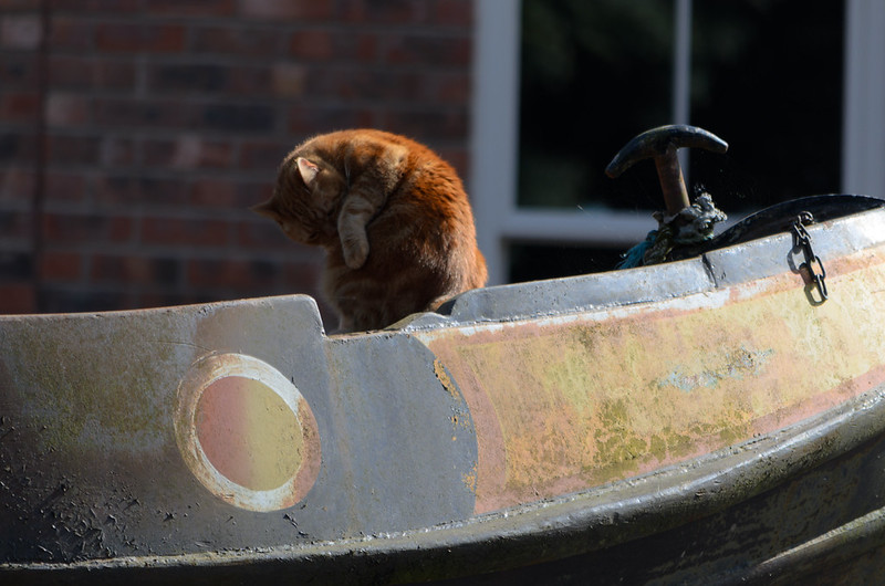Ginger: cat about