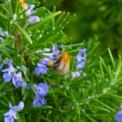 Bee moving fast on rosemary flowers