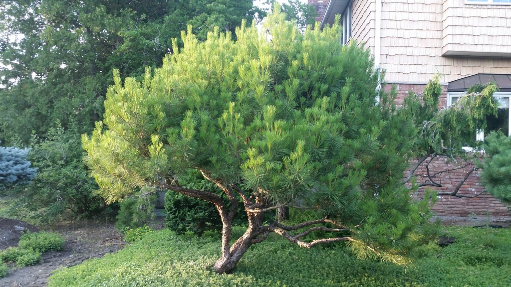 Pinus densiflora 'Umbraculifera' (Japanese Red Pine)
