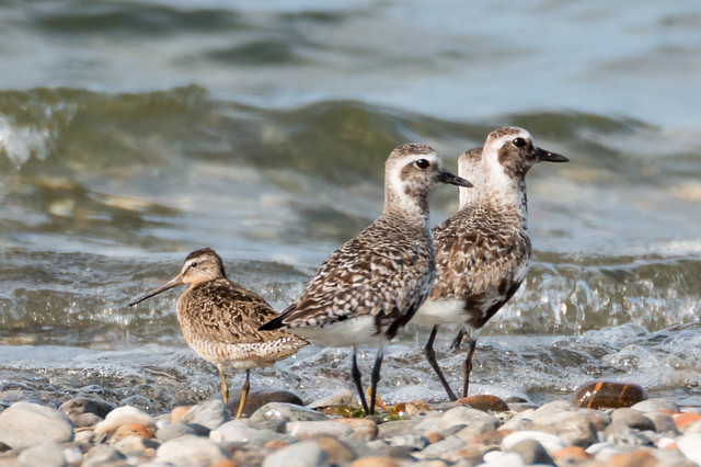 Dowitcher and Plovers