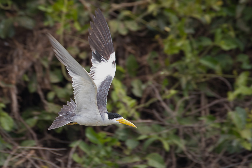 Large-billed Tern (Phaetusa simplex)
