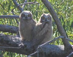 IMG_8057 Great Horned Owlets - Bubo virginianus