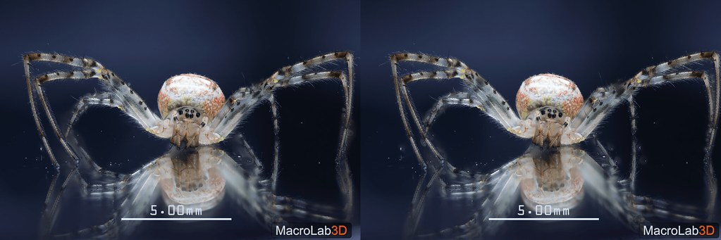 Long-jawed spider (Metellina sp.),  CrossView(CrossEye) 3D, video screengrab.