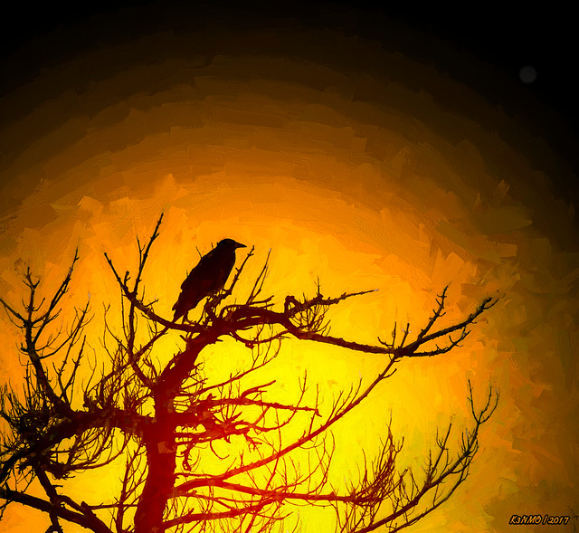 Crow Sitting in Sunset