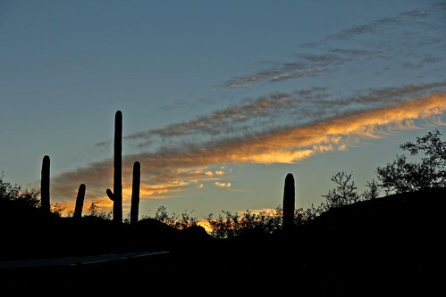 arizona tucsonarizona cactus saguarocactus cloudsandsky clouds sky desert sonorandesert