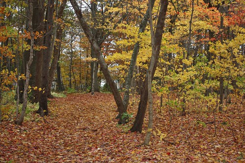 Fall Foliage at Royalty Oaks | by Craigford