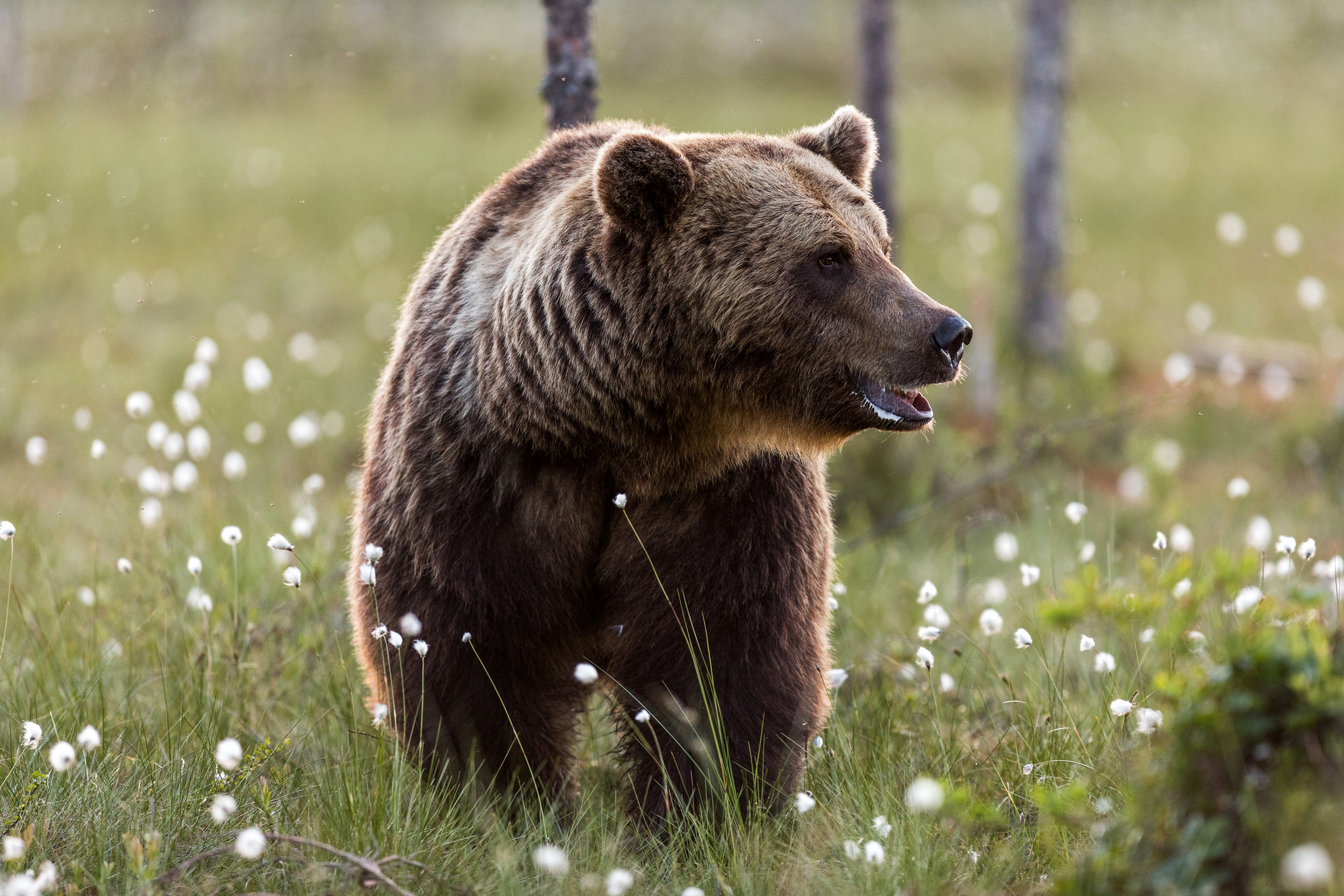 Brown Bear - Bears in Finland