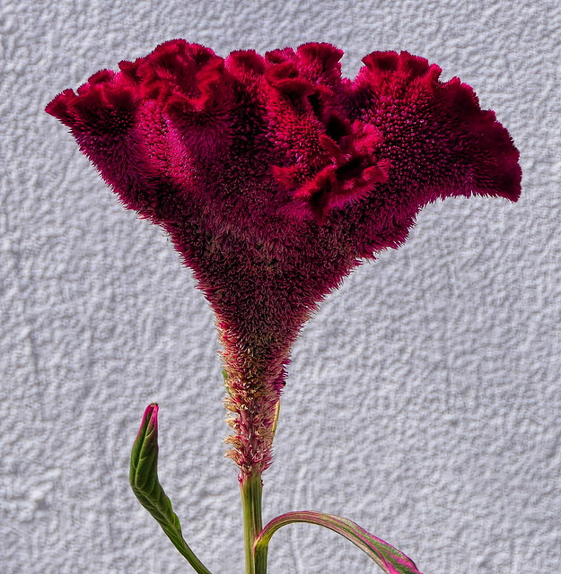 Archangelos flower  - Αρχάγγελος λουλούδι