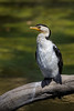 Image: Australian Pied Cormorant