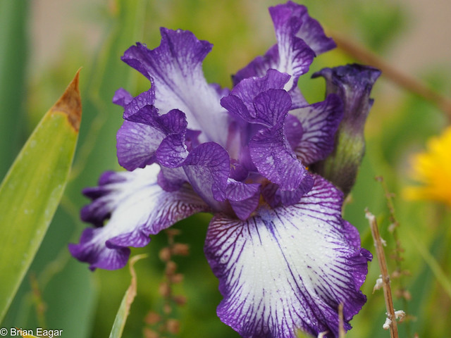 reblooming iris - bountiful harvest