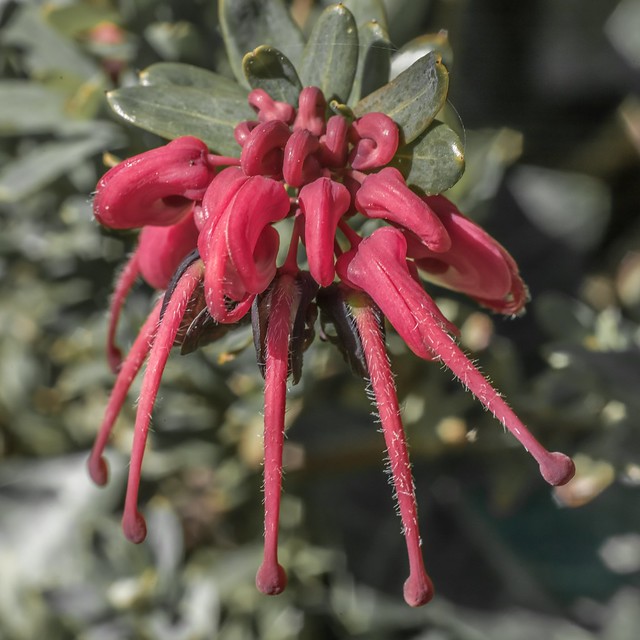 Crimson-Red Grevillea flowers - Grevillea species - Barton - ACT - Australia - 20170926 @ 13:57