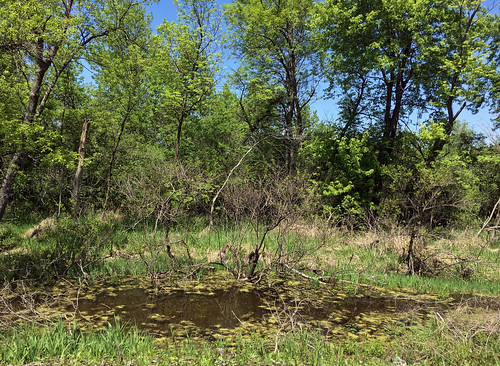 missouri american america usa nature habitat landscape trees water wetland wetlands squawcreek composition creek stream green