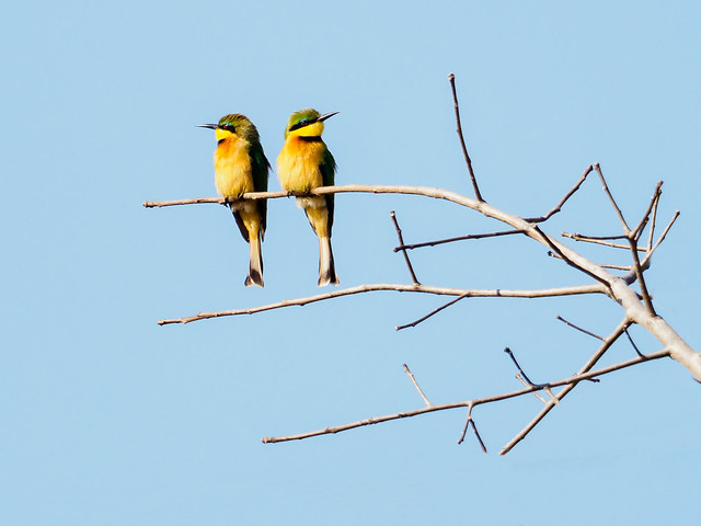 Little Bee-eater/Merops pusillus
