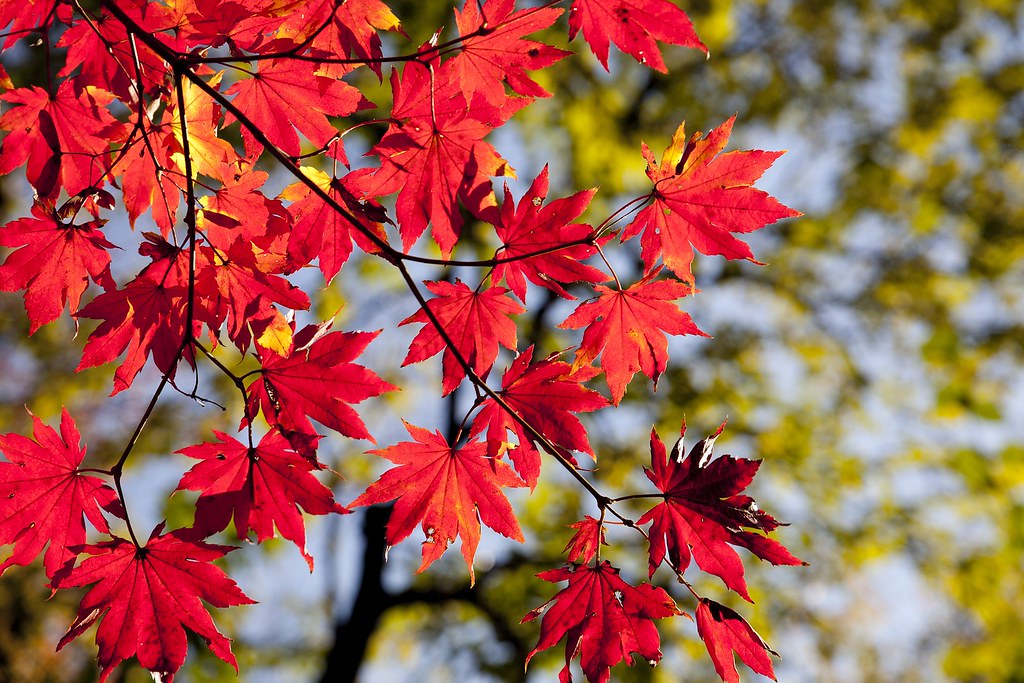 Source: wallboat.com/autumns-leaves-tree/
This is a free image you can use it.More free Images @ wallboat.com All images are Public Domain/Free and you can use any where for any purpose without any permission.Even you can use for commercial purpose.
#autumn #leave #wood #korea #seoul #tree #commoncreative #images #freeimages #freephotos #royaltyfree #hd #wallpaper #photos #photography #garden #weather #red