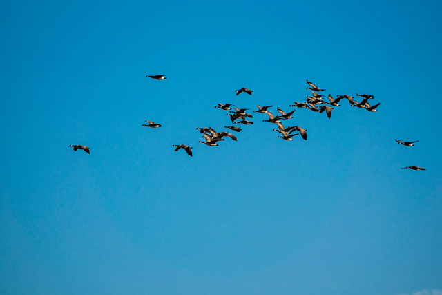 Canadian geese above the wetland