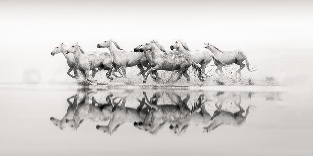 Horses Reflected