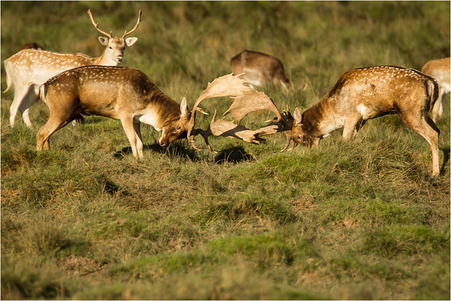 The Rut 1 (there will be more once I sort today’s 500+images)