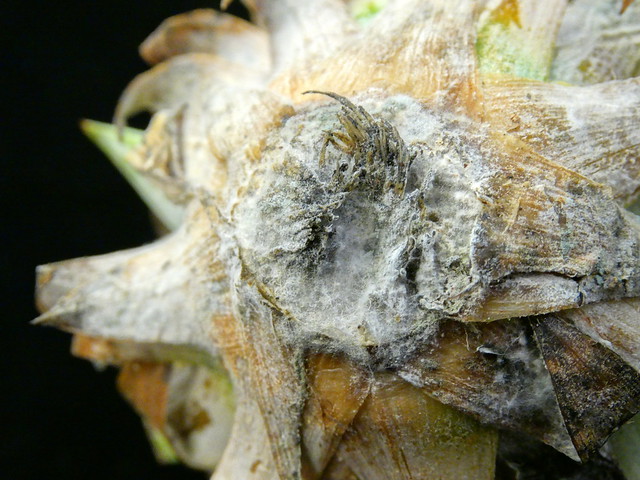 Pineapple butt rot (crown)