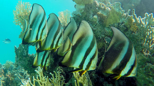 Coral reef and Circular Spadefish, Batfish (Platax orbicularis)