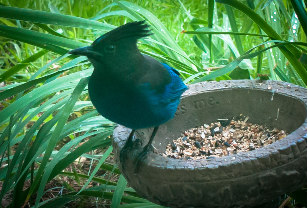 Stellar Jay | This Stellar Jay has stopped by our backyard o… | Flickr