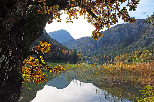 germany badreichenhall thumsee lake reflections tree mountains autumn bavaria concordians