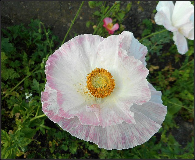 Lovely White Poppy ..
