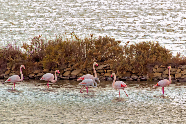 Fenicottero rosa - Pink flamingo