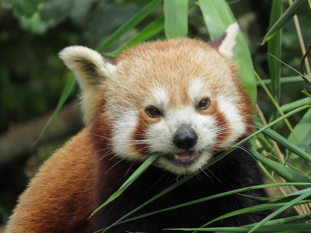 Red Panda nibbling bamboo.
