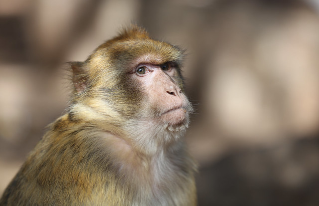 Macaque ape, Morocco