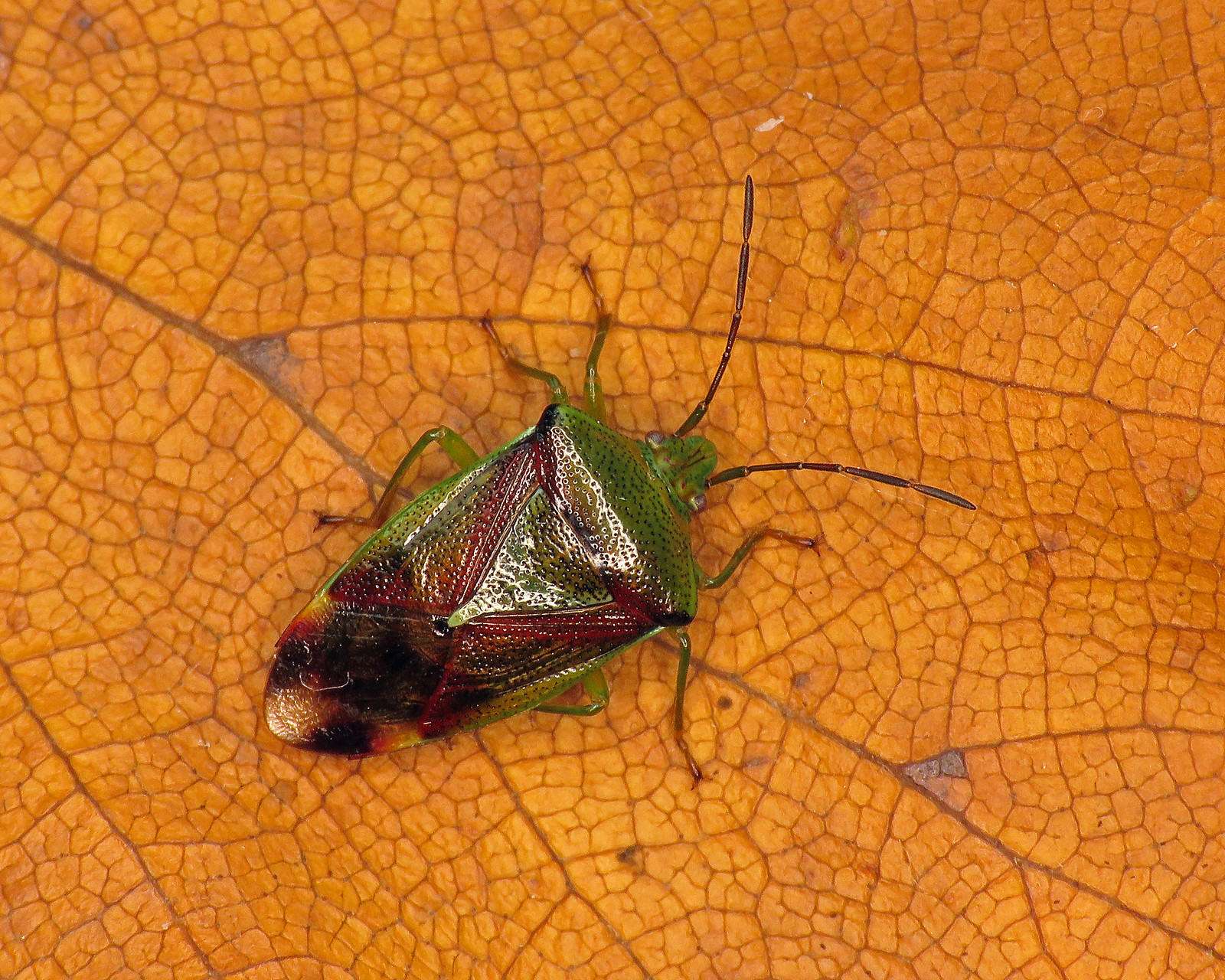 Birch Shieldbug - Elasmostethus interstinctus