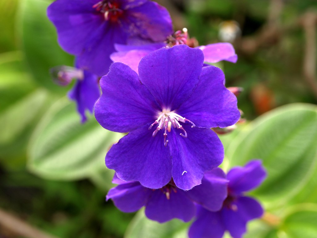 170625 040 Brazilian Glory Bush Spider Flower 紫紺野牡丹 Ryoko Hinata Flickr