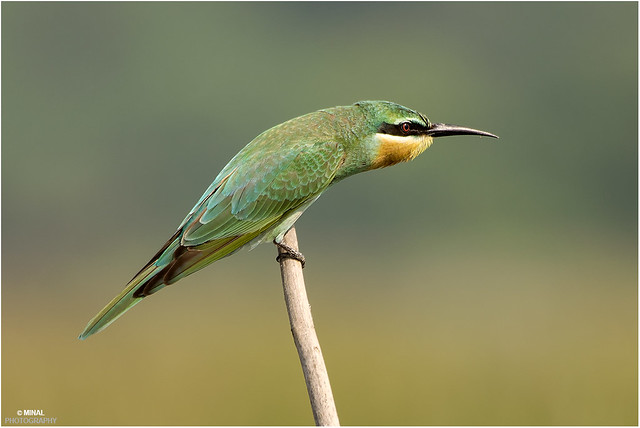 Blue tailed bee eater (Merops philippinus)in huting mood