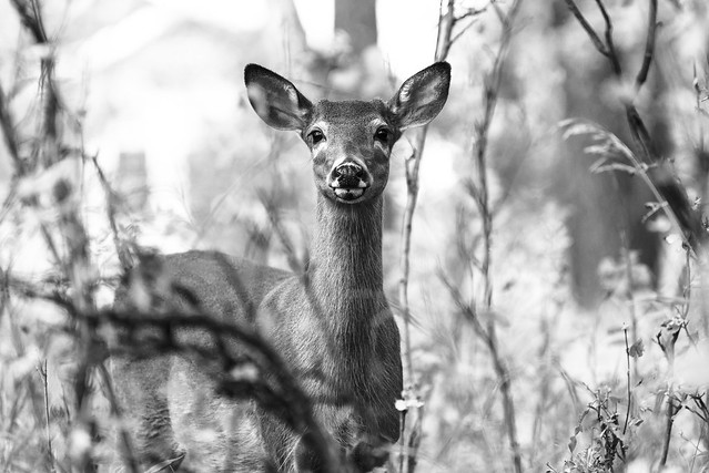 The Young Doe In The Woods