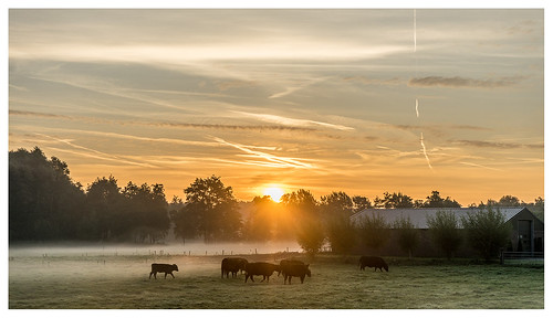 sunset morning geldrop landscape cow cows