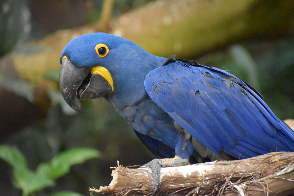 森林裡的藍色小精靈新發現：兩種受脅金剛鸚鵡有助大型種子傳播| 環境資訊中心