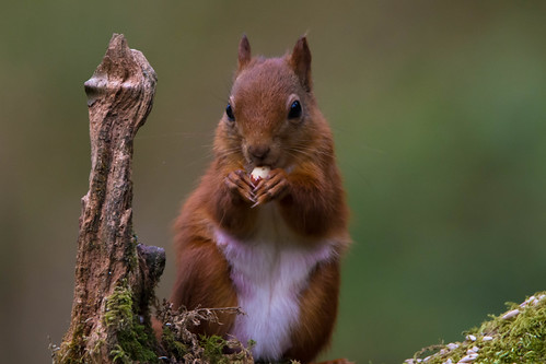 Red Squirrel | by murphy197